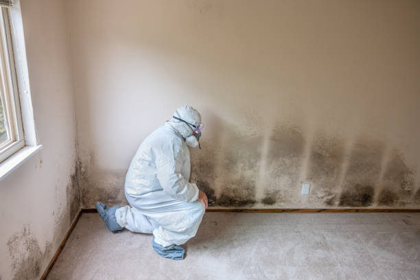 Best Crawl Space Mold Remediation  in Evergreen, CO